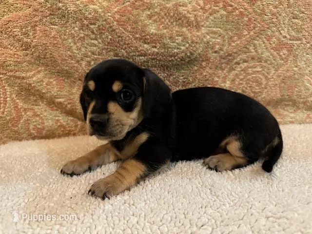 Willie - Black/Tan SH – Miniature Dachshund puppy for sale in Hattiesburg, MS