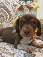Brownie - Chocolate Piebald, a male Miniature Dachshund for sale in Hattiesburg, MS – Photo 3 of 9