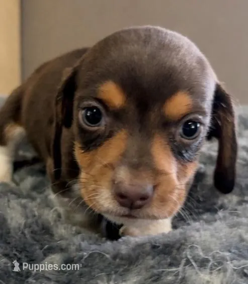 Brownie - Chocolate Piebald – Miniature Dachshund puppy for sale in Hattiesburg, MS