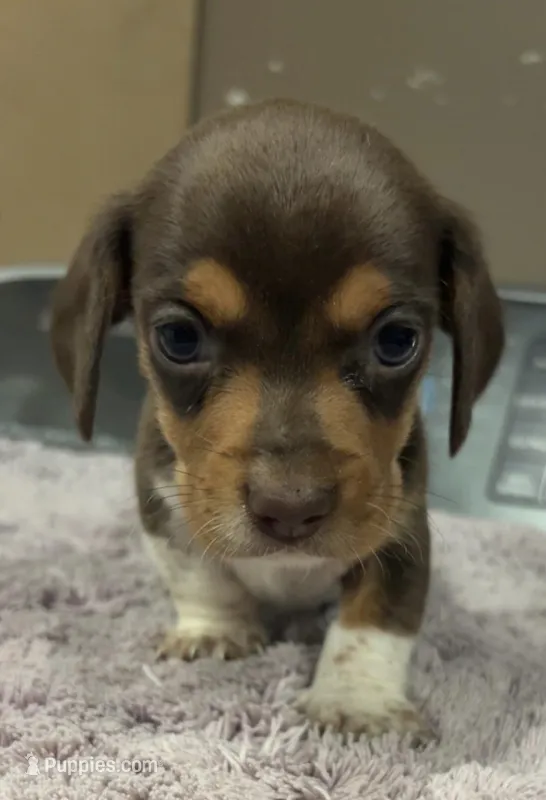 Brownie - Chocolate Piebald – Miniature Dachshund puppy for sale in Hattiesburg, MS