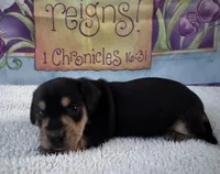 Willie - Black/Tan SH, a male Miniature Dachshund for sale in Hattiesburg, MS – Photo 5 of 6