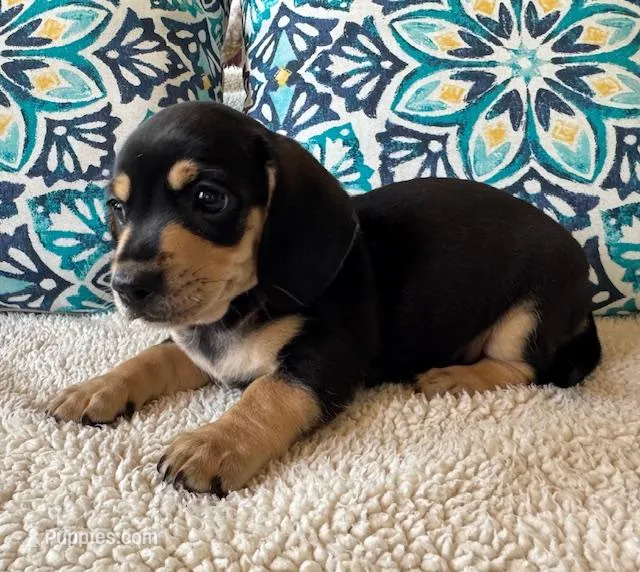 Willie - Black/Tan SH – Miniature Dachshund puppy for sale in Hattiesburg, MS