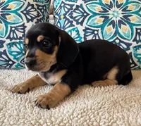 Willie - Black/Tan SH, a male Miniature Dachshund for sale in Hattiesburg, MS – Photo 1 of 6