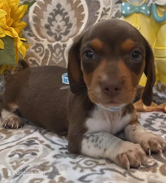 Brownie - Chocolate Piebald – Miniature Dachshund puppy for sale in Hattiesburg, MS