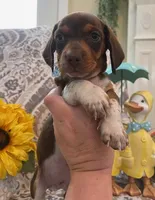 Brownie - Chocolate Piebald, a male Miniature Dachshund for sale in Hattiesburg, MS – Photo 2 of 9