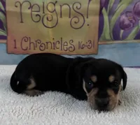 Willie - Black/Tan SH, a male Miniature Dachshund for sale in Hattiesburg, MS – Photo 6 of 6