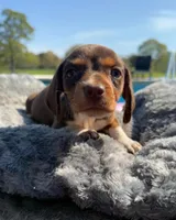 Brownie - Chocolate Piebald, a male Miniature Dachshund for sale in Hattiesburg, MS – Photo 6 of 9