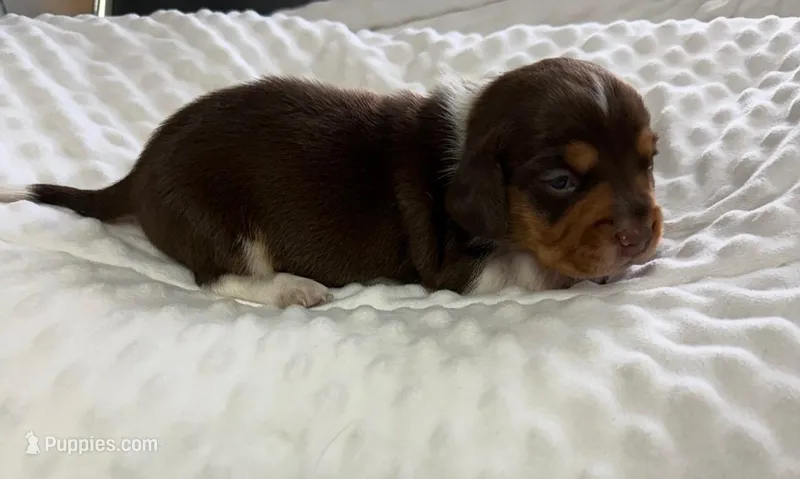 Brownie - Chocolate Piebald