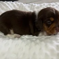 Brownie - Chocolate Piebald, a male Miniature Dachshund for sale in Hattiesburg, MS – Photo 8 of 9