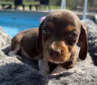Brownie - Chocolate Piebald, a male Miniature Dachshund for sale in Hattiesburg, MS – Photo 5 of 9