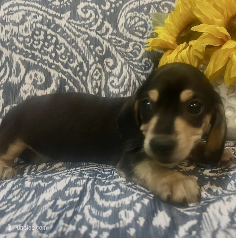 Willie - Black/Tan SH – Miniature Dachshund puppy for sale in Hattiesburg, MS