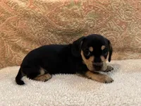 Willie - Black/Tan SH, a male Miniature Dachshund for sale in Hattiesburg, MS – Photo 3 of 6