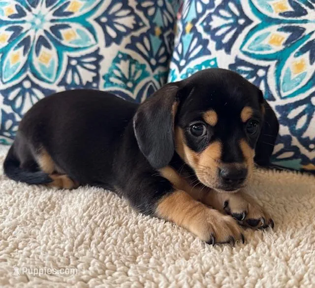 Willie - Black/Tan SH – Miniature Dachshund puppy for sale in Hattiesburg, MS
