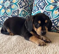 Willie - Black/Tan SH, a male Miniature Dachshund for sale in Hattiesburg, MS – Photo 2 of 6