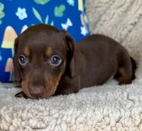 Rolo - Chocolate/Tan SH, a male Miniature Dachshund for sale in Hattiesburg, MS – 3 of 10