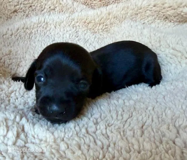 Jett, Solid Black SH – Miniature Dachshund puppy for sale in Hattiesburg, MS