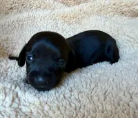 Jett, Solid Black SH, a male Miniature Dachshund for sale in Hattiesburg, MS – Photo 1 of 2