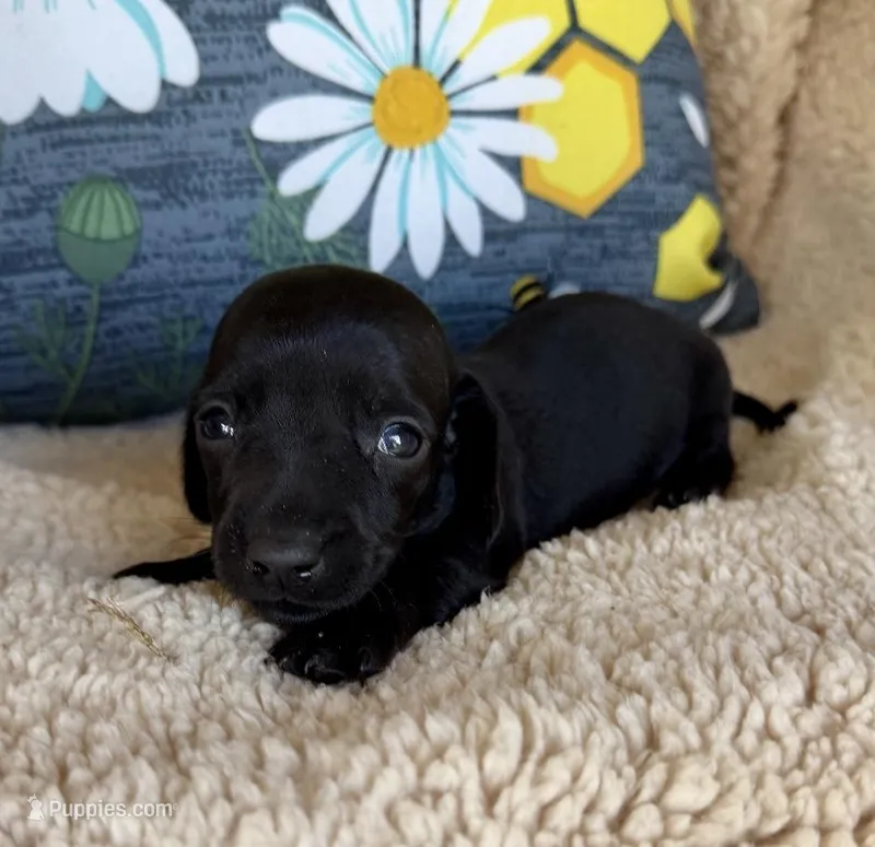 Jett, Solid Black SH – Miniature Dachshund puppy for sale in Hattiesburg, MS
