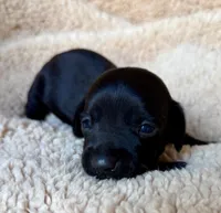 Jett, Solid Black SH, a male Miniature Dachshund for sale in Hattiesburg, MS – Photo 2 of 2