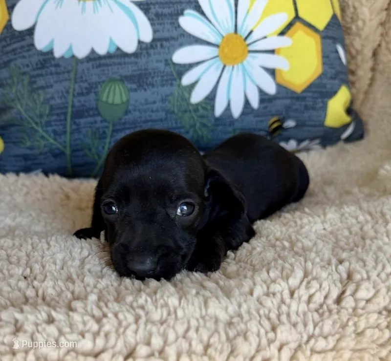 Jett, Solid Black SH – Miniature Dachshund puppy for sale in Hattiesburg, MS