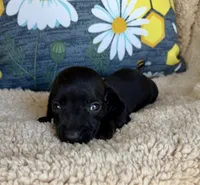 Jett, Solid Black SH, a male Miniature Dachshund for sale in Hattiesburg, MS – 5 of 9
