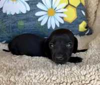 Jett, Solid Black SH, a male Miniature Dachshund for sale in Hattiesburg, MS – 7 of 9