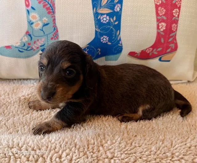 Willow -Blue/Tan LH – Miniature Dachshund puppy for sale in Hattiesburg, MS