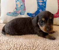 Willow -Blue/Tan LH, a female Miniature Dachshund for sale in Hattiesburg, MS – 2 of 2
