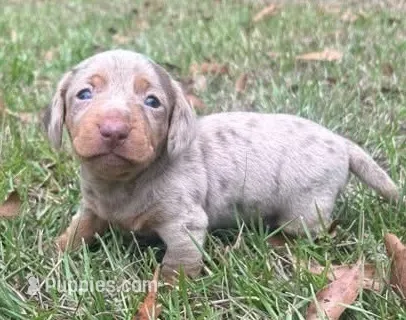 Panzer - Chocolate Dapple SH – Miniature Dachshund puppy for sale in Hattiesburg, MS