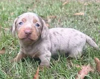Panzer - Chocolate Dapple SH, a male Miniature Dachshund for sale in Hattiesburg, MS – 1 of 4