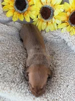 Cooper - Red Sable SH, a male Miniature Dachshund for sale in Hattiesburg, MS – 2 of 2