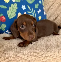 Rolo - Chocolate/Tan SH, a male Miniature Dachshund for sale in Hattiesburg, MS – 2 of 10