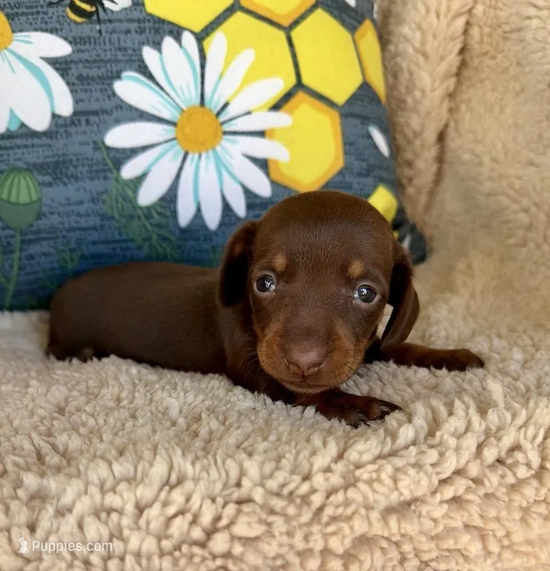 Bailey - Chocolate/Tan SH  – Miniature Dachshund puppy for sale in Hattiesburg, MS