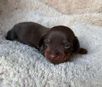 Bailey - Chocolate/Tan SH , a female Miniature Dachshund for sale in Hattiesburg, MS – Photo 1 of 2