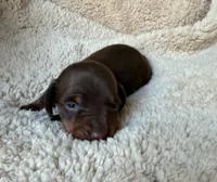 Bailey - Chocolate/Tan SH , a female Miniature Dachshund for sale in Hattiesburg, MS – Photo 2 of 2