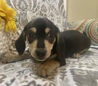 Willie - Black/Tan SH, a male Miniature Dachshund for sale in Hattiesburg, MS – 2 of 7