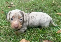 Panzer - Chocolate Dapple SH, a male Miniature Dachshund for sale in Hattiesburg, MS – 2 of 4