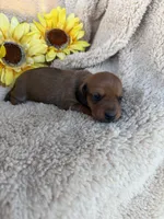 Jasper - Red Sable SH, a male Miniature Dachshund for sale in Hattiesburg, MS – 3 of 4