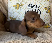 Rolo - Chocolate/Tan SH, SALE, a male Miniature Dachshund for sale in Hattiesburg, MS – Photo 5 of 10