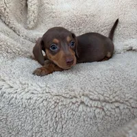 Rolo - Chocolate/Tan SH, a male Miniature Dachshund for sale in Hattiesburg, MS – Photo 2 of 6