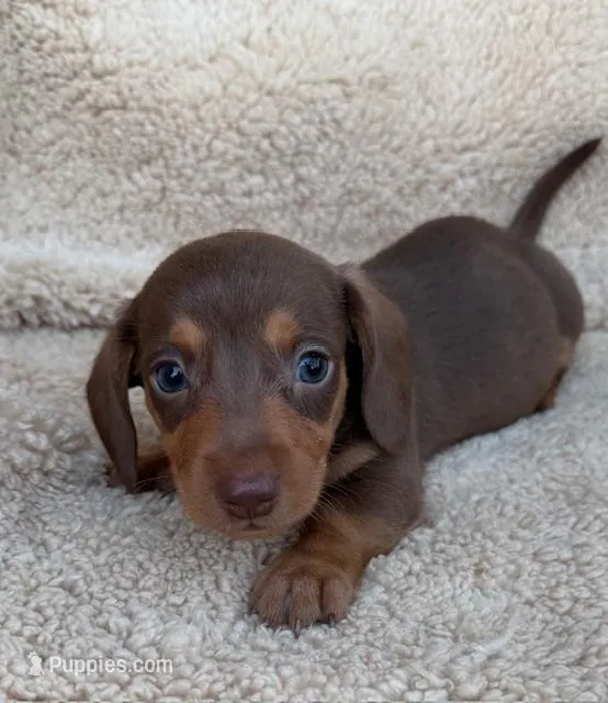 Rolo - Chocolate/Tan SH