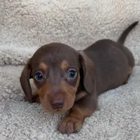 Rolo - Chocolate/Tan SH, a male Miniature Dachshund for sale in Hattiesburg, MS – Photo 1 of 6