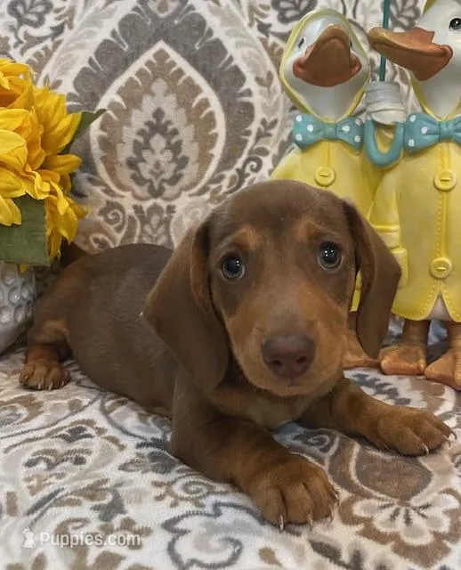 Rolo - Chocolate/Tan SH, SALE – Miniature Dachshund puppy for sale in Hattiesburg, MS