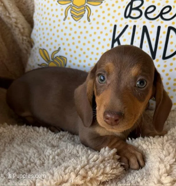 Rolo - Chocolate/Tan SH – Miniature Dachshund puppy for sale in Hattiesburg, MS