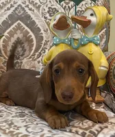 Rolo - Chocolate/Tan SH, SALE, a male Miniature Dachshund for sale in Hattiesburg, MS – Photo 2 of 10