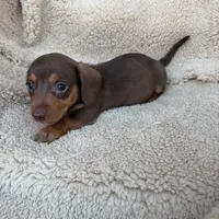 Rolo - Chocolate/Tan SH, a male Miniature Dachshund for sale in Hattiesburg, MS – Photo 3 of 6