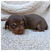 Rolo - Chocolate/Tan SH, a male Miniature Dachshund for sale in Hattiesburg, MS – Photo 1 of 2