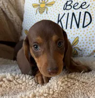 Rolo - Chocolate/Tan SH, SALE, a male Miniature Dachshund for sale in Hattiesburg, MS – Photo 3 of 10