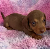 Rolo - Chocolate/Tan SH, a male Miniature Dachshund for sale in Hattiesburg, MS – Photo 4 of 6