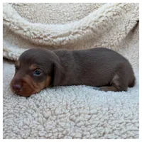 Rolo - Chocolate/Tan SH, a male Miniature Dachshund for sale in Hattiesburg, MS – Photo 2 of 2